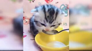 Baby Cats - Cute and Funny Baby Cat Videos Compilation