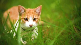 White cat lying among the grasses seen up close