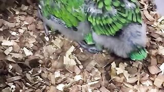 Beautiful Parrot Chicks