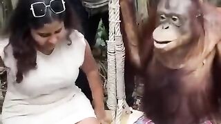 monkey funny