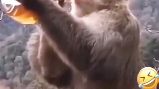 Funny video