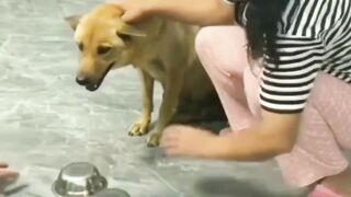 Funny Video