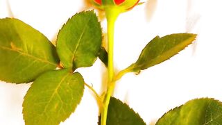 Love Song