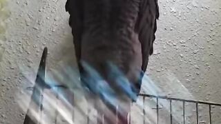 Parrot ???????? Quran recitation