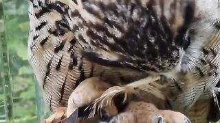 Сова замечена за жеванием пера