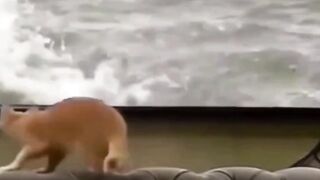 Trying to Swim
