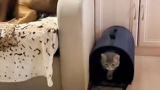 Funny animal videos