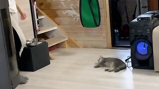 Funny cats