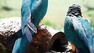 Parrot Video 01