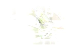 Beautiful Birds