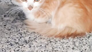 Kitty feeling not good ????