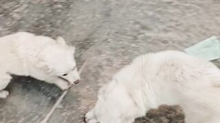 Most beautiful dogs couple