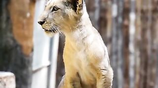 Lion Cub 02