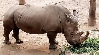 Rhino ganda in Lahore zoo|| Huri bhai