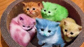 Cute cats baby funny moments