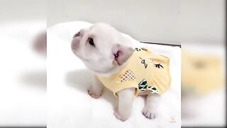Cute baby dogs