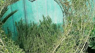 Buxus heart