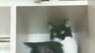Cat and Dog Fight Funny Vedio