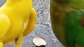 Beautiful parrot