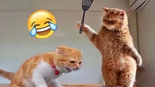 Funny cats reaction cats baby