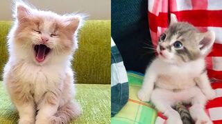 Funny cats lose moments