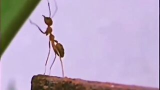 00Ant
