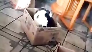 Cat Funny Video???! cute cat baby funny videos??