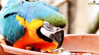 Very beautiful Birds awesome bird