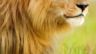 Lion is in a aggressive mood || Cute lion