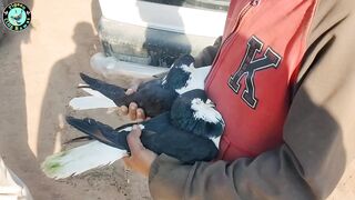 Fancy Pigeon Market Kallar Syedan| Fancy Kabootar Market Rawat | Fancy Kabootar Mandi | Irfan Mughal !!