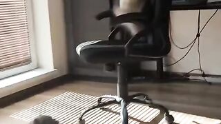 Funny cats # funny animals