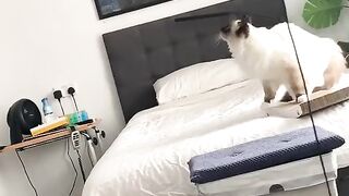 Funny cats # funny animals