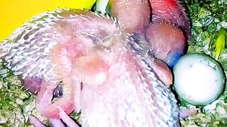 Budgies Breeding Progress