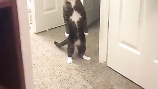 Funny cats ????#cute cats