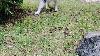 Cat enjoying the raining weather