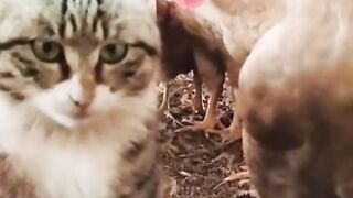 Cute cat with hens # funny cats