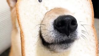 Funny dogs