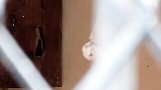 Ring neck parrot breeding in Lahore zoo ||Huri Bhai||Raja huraira