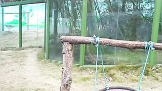 Funny panda playing