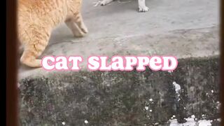 Funny cat fighting