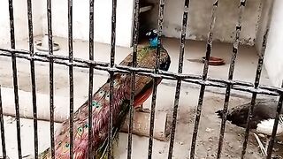 Peacock ???? dance in Lahore zoo||Huri Bhai||Raja huraira