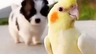 Pets fofos