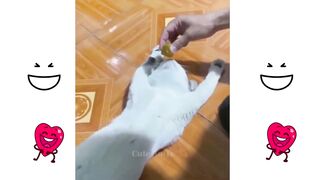 Cute Cats and Dogs