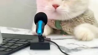Cat Song funny