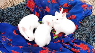 Rabbit Kids are playing