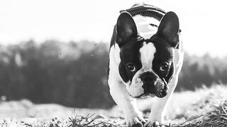 Cute ???? dogs