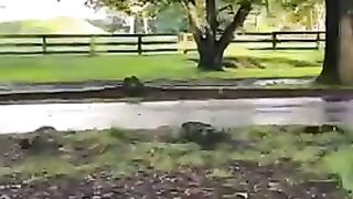 Walk in a park in New Zealand