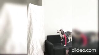 when you try to scare your dog, but it doesn't work