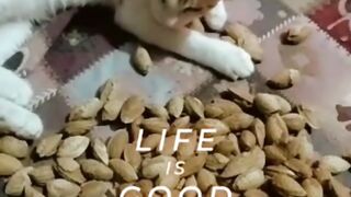Cute cat playing