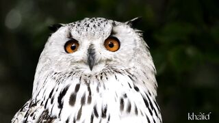 Must beautiful birds
